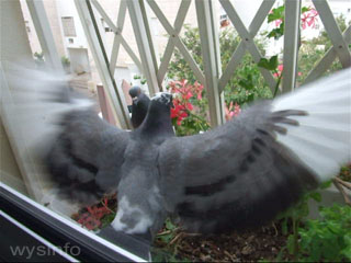 Father pigeon excites child